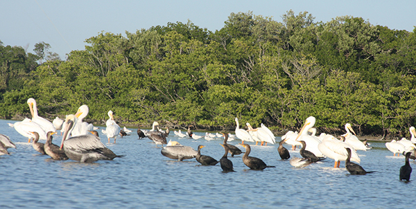 Everglades National Park, view from a kayak